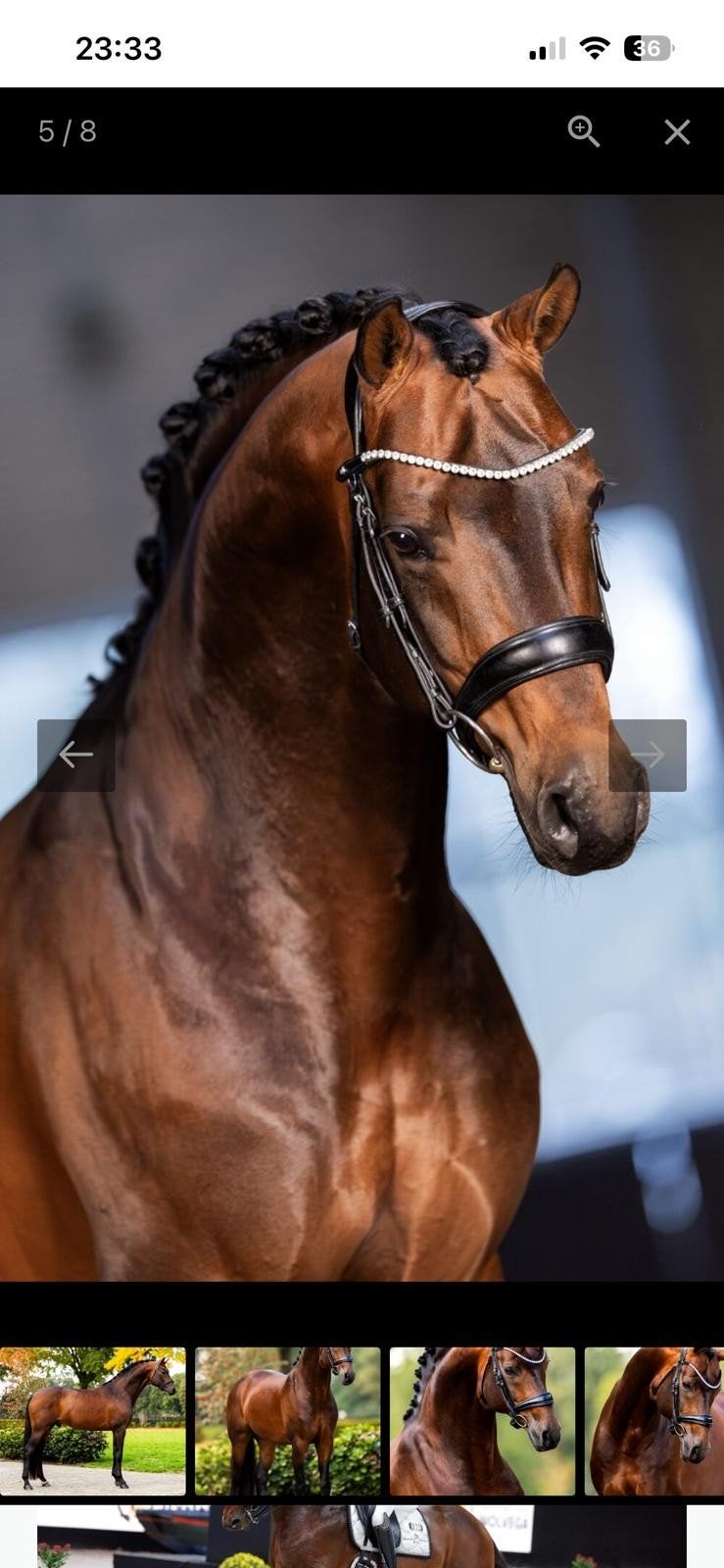 Paarden box te huur in oostvoorne, Dieren en Toebehoren, Merrie, 0 tot 2 jaar
