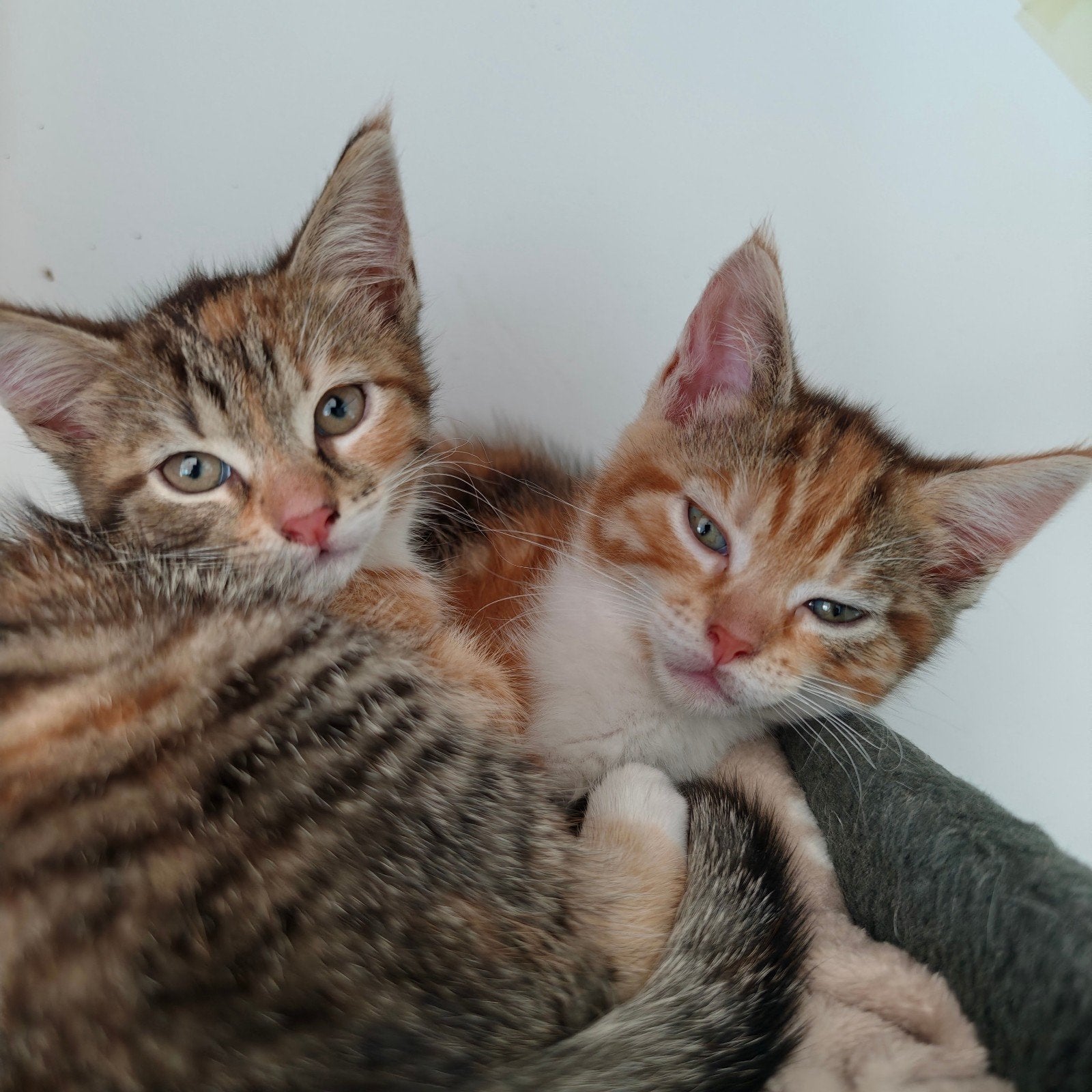 4 poesjes x Maine Coon kittens, Poes, Kortharig, 0 tot 2 jaar