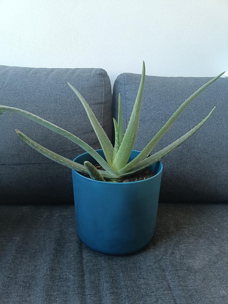 Aloë Vera binnen plant met elho bloempot, Ophalen, Halfschaduw, Minder dan 100 cm