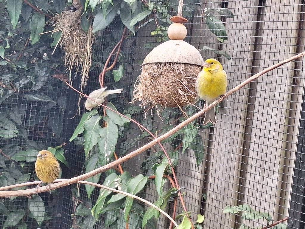 Agaat kanarie, Dieren en Toebehoren, Vogels | Kanaries, Geslacht onbekend, Kleurkanarie
