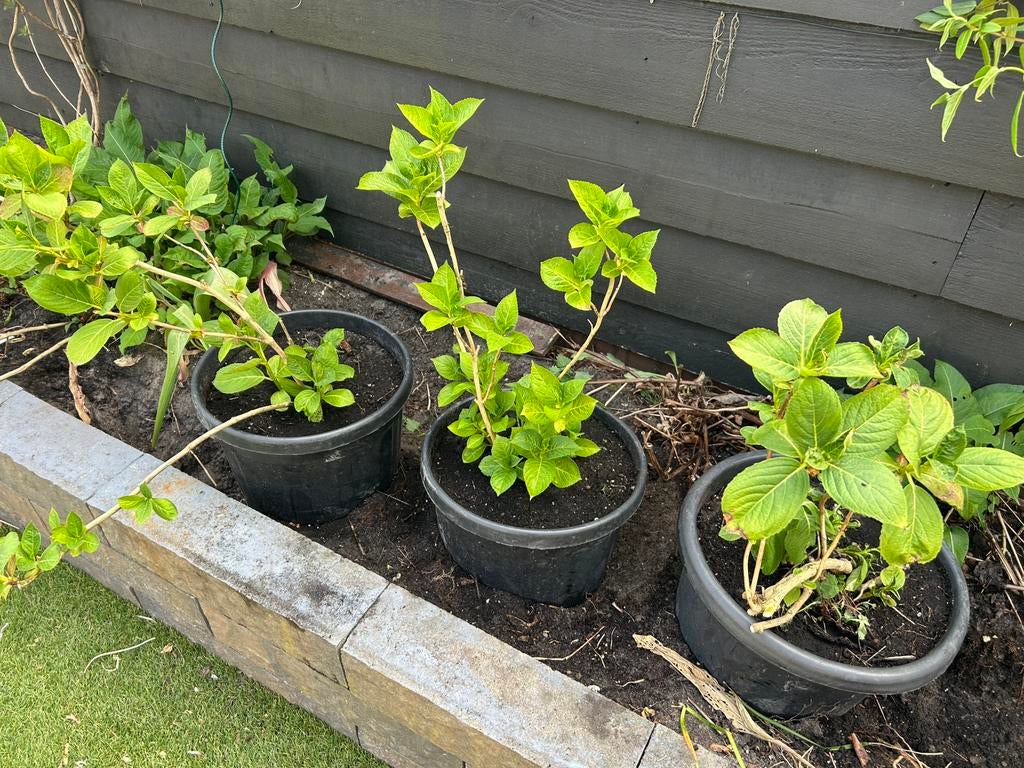 Hortensia’s - meerdere soorten/kleuren, Ophalen, Hortensia, Minder dan 100 cm