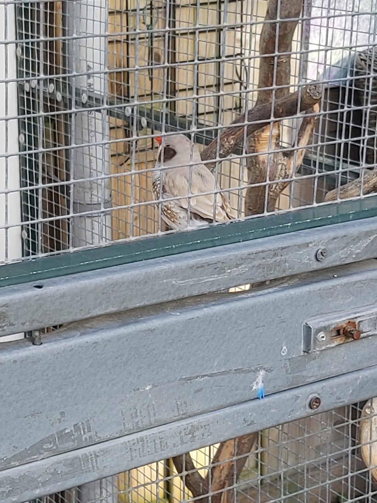 te koop mooie zebravink, Dieren en Toebehoren, Mannelijk