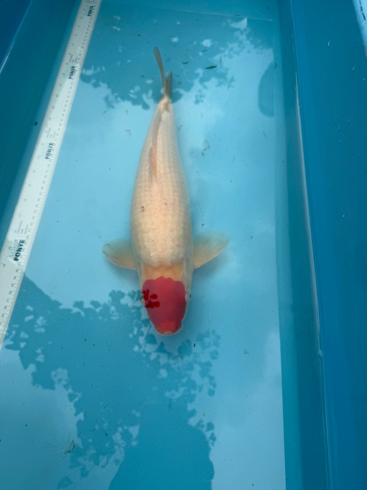 Tancho Kohaku HQ, Karper of Koi