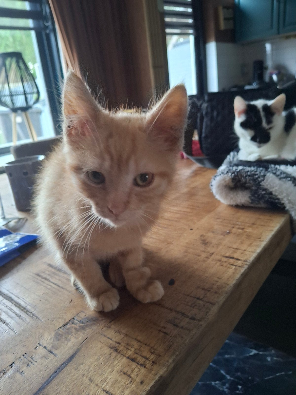 Kitten, Poes, 0 tot 2 jaar