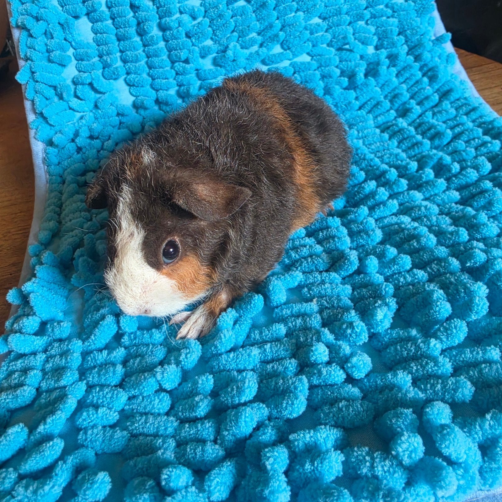 Us Teddy beer/mannetje, Dieren en Toebehoren, Knaagdieren, Mei, Mannelijk, Cavia