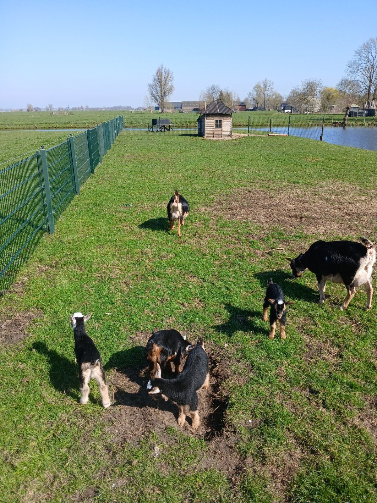Te koop black and tan bokje, ook te reserveren voor najaar., Dieren en Toebehoren, Schapen, Geiten en Varkens, Mannelijk, Geit