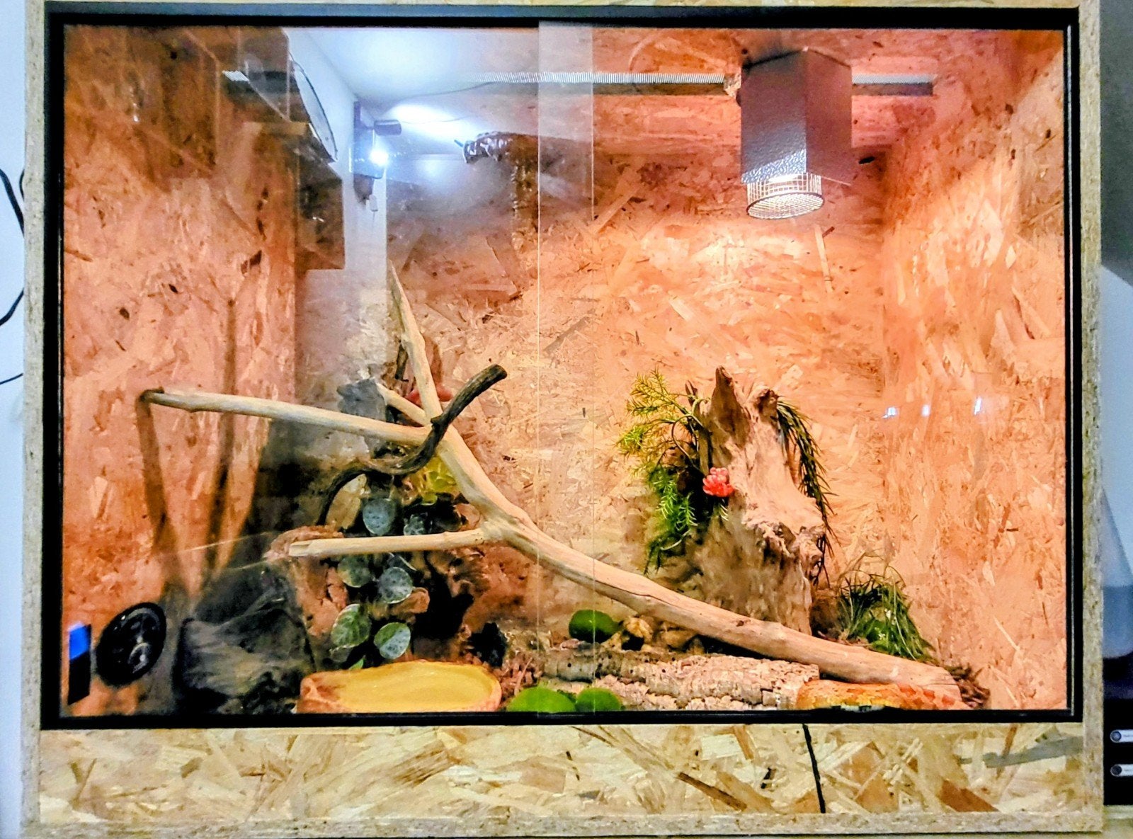 Terrarium met 3 rattenslangen incl. toebehoren, Dieren en Toebehoren, Reptielen en Amfibieën, Slang, Met terrarium, 3 tot 6 jaar