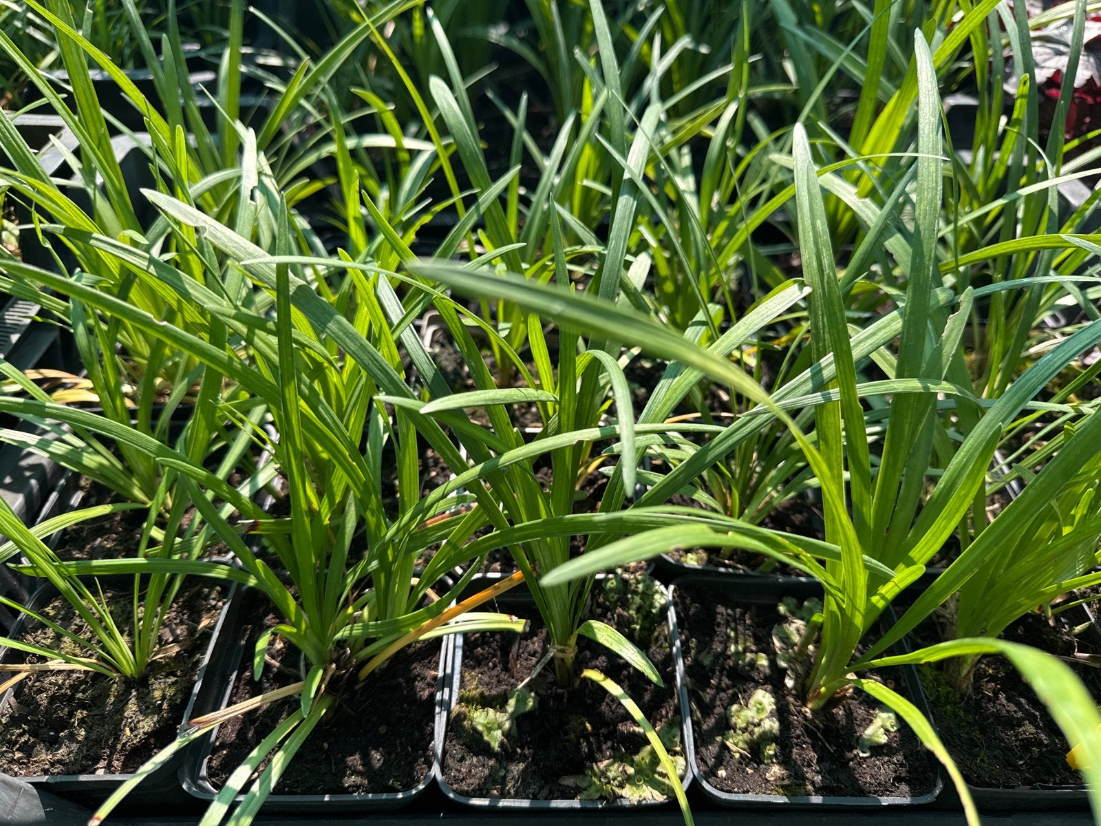 Liriope Big Bleu - 9 cm pot, en 14 cm pot met bloem, Ophalen, Vaste plant, Siergrassen, Halfschaduw