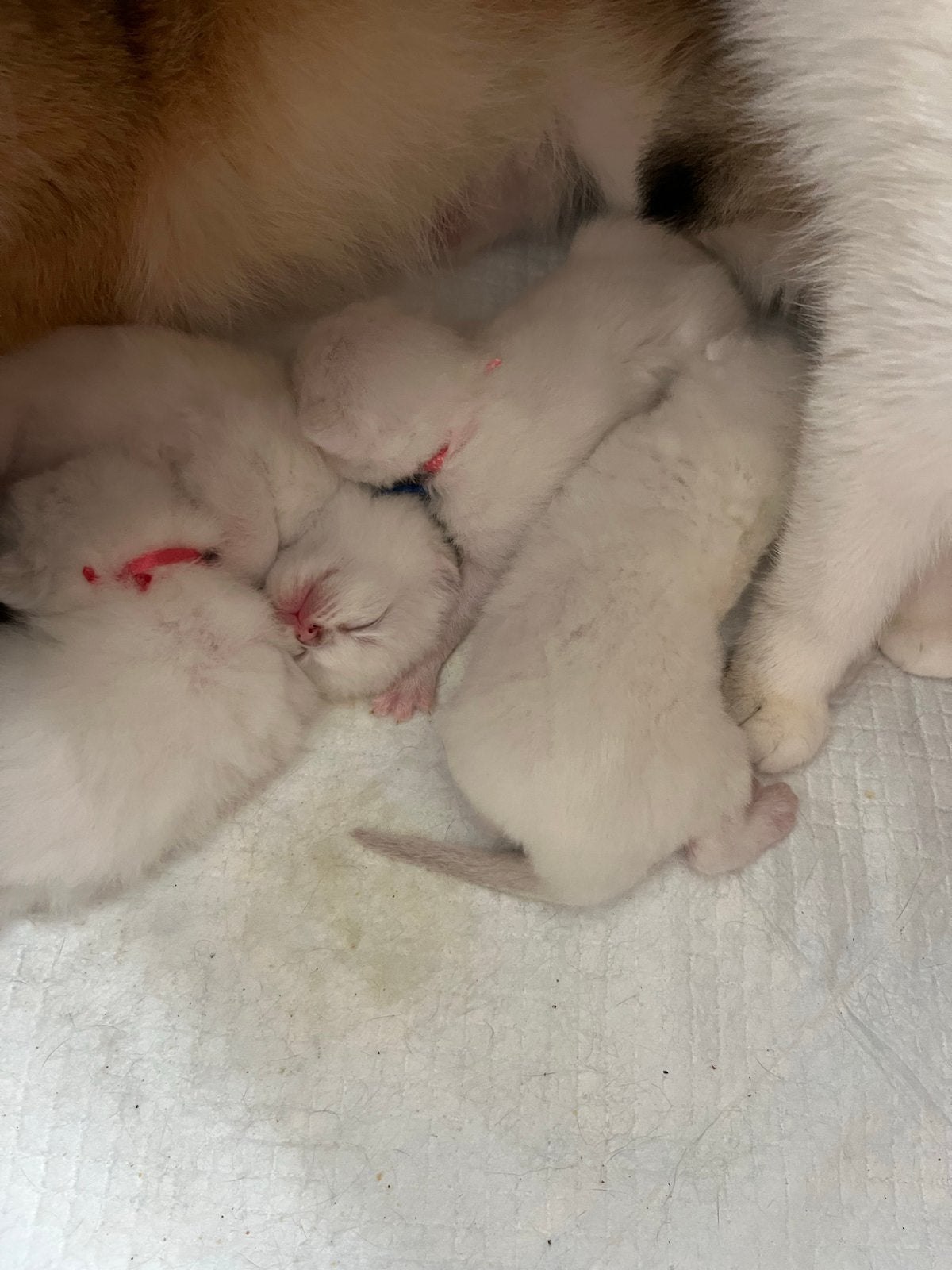 Britse korthaar silver shaded (point) kittens te koop stambo, Meerdere dieren, Kortharig, 0 tot 2 jaar