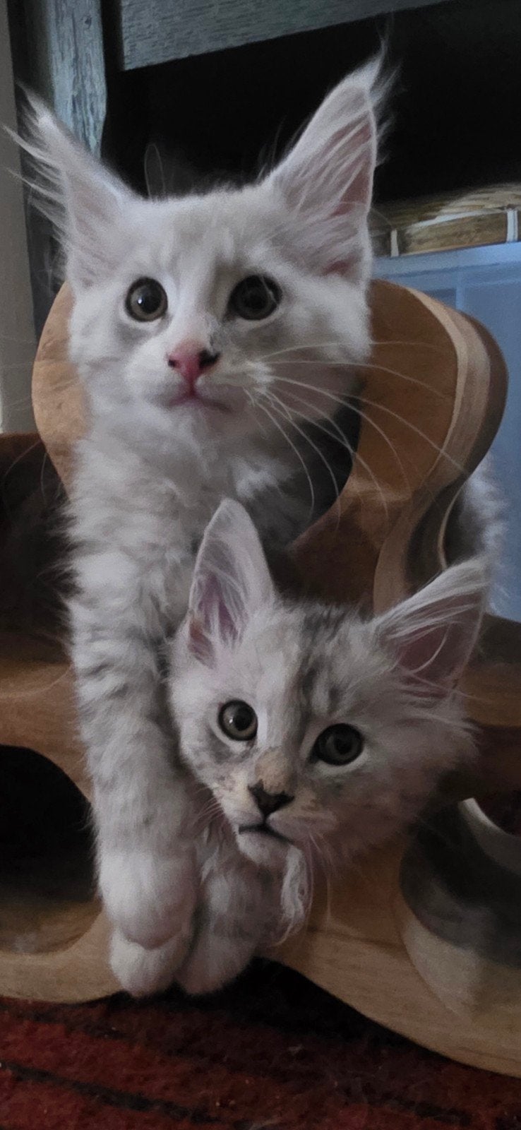 Maine Coon kittens met stamboom, chip, ouders breed getest, Dieren en Toebehoren, Kater, Met stamboom, 0 tot 2 jaar