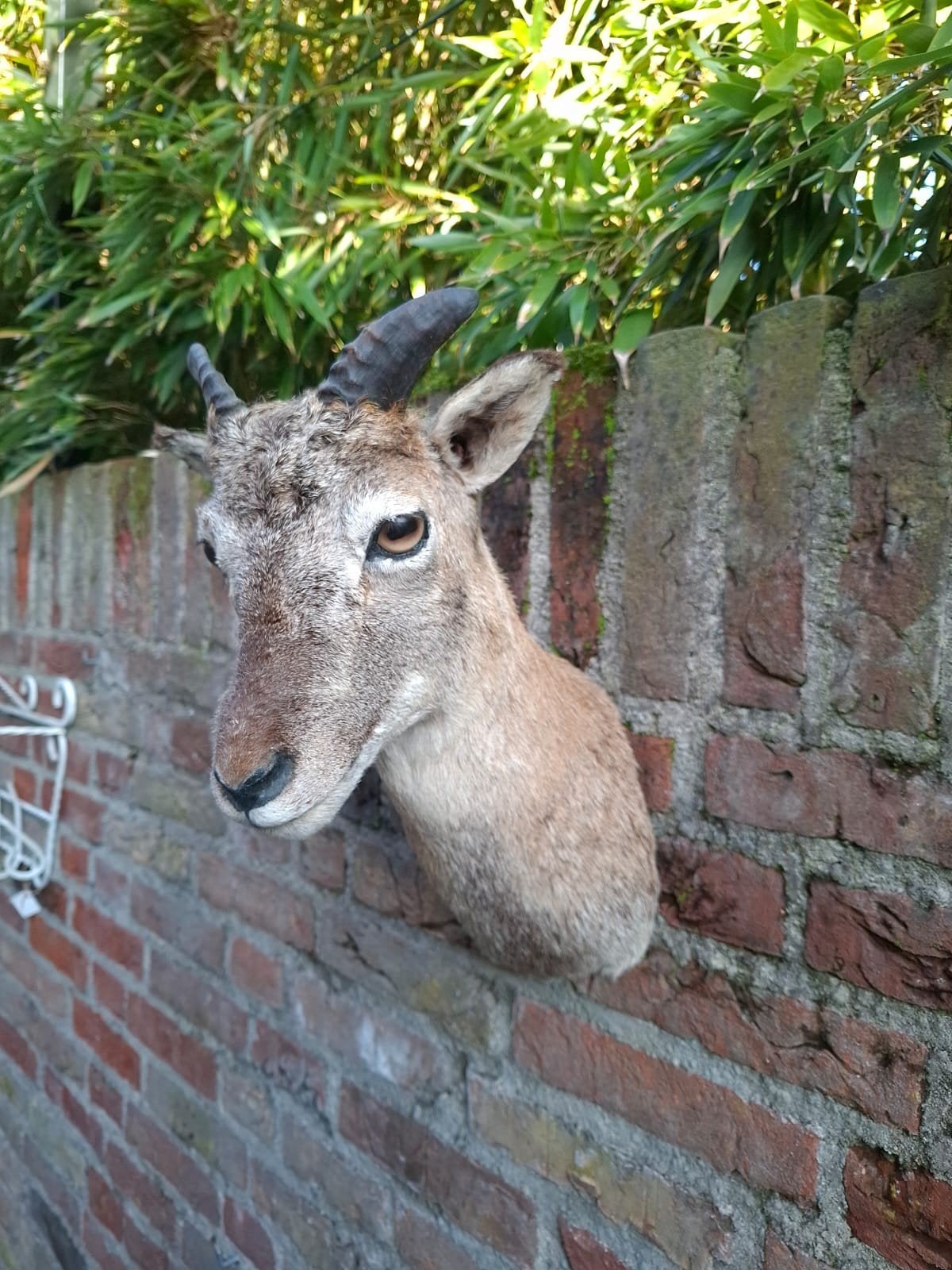 opgezette kop jonge moeflon taxidermy schedel hert gewei, Ophalen, Wild dier, Gewei of Kop