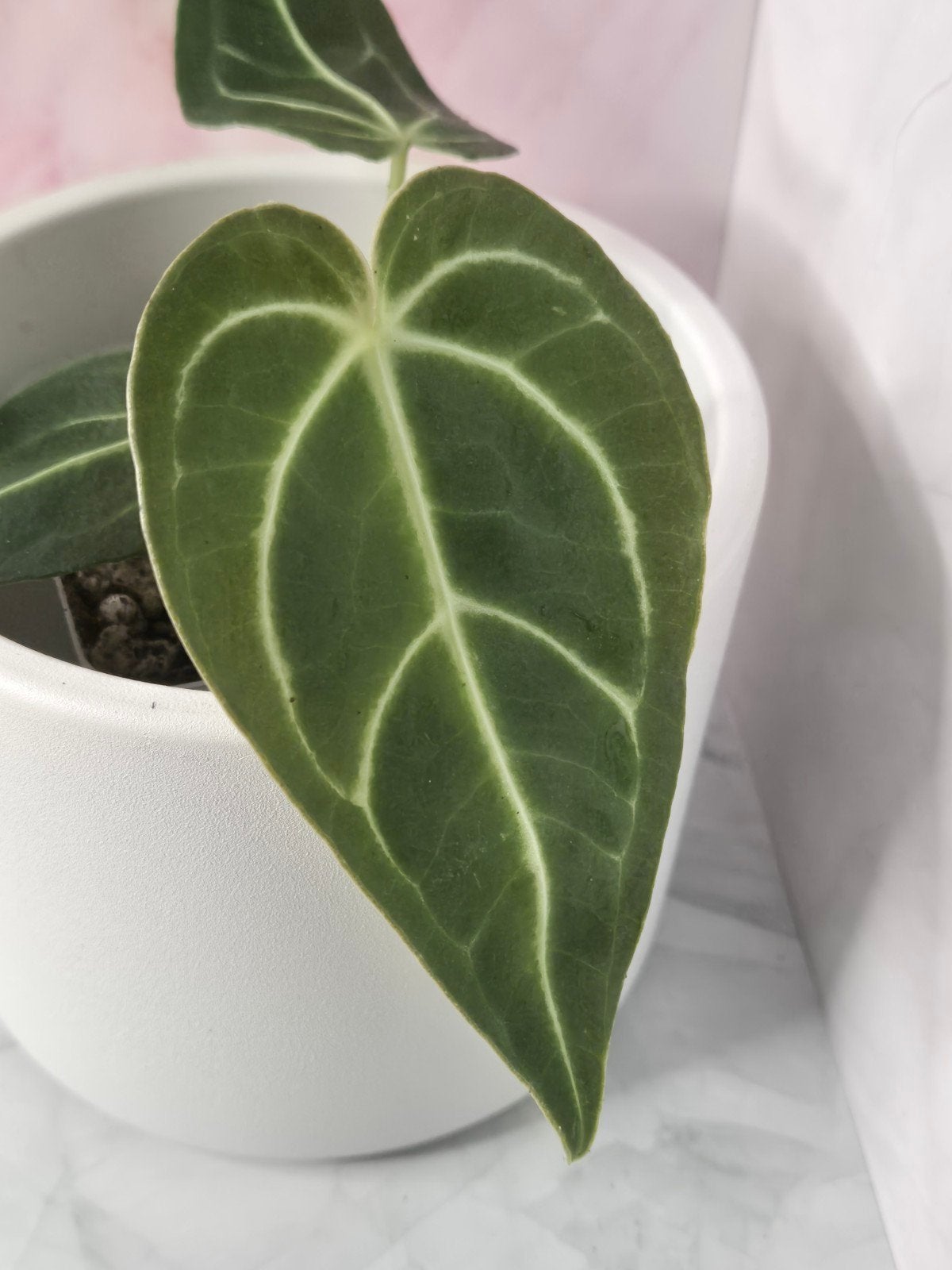 Anthurium Regale #18, Huis en Inrichting, Verzenden, Halfschaduw, Minder dan 100 cm