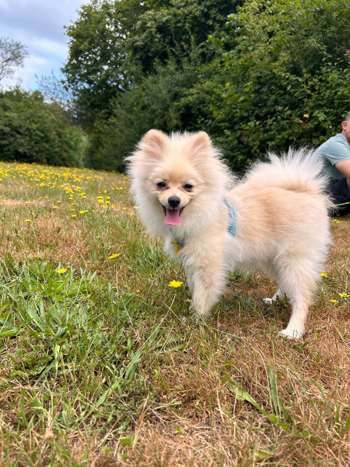 🐶Pomeranian🐶, België, Particulier, Overige rassen, 8 tot 15 weken