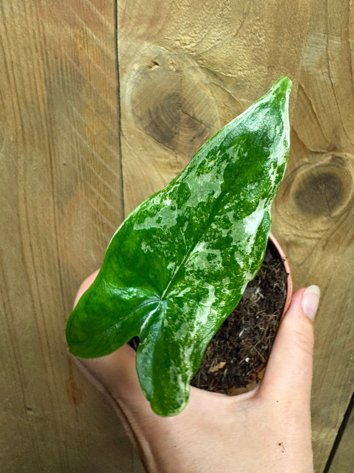 Alocasia tigrina superba variegata plant albo white wit mint, Ophalen of Verzenden, Halfschaduw, Minder dan 100 cm