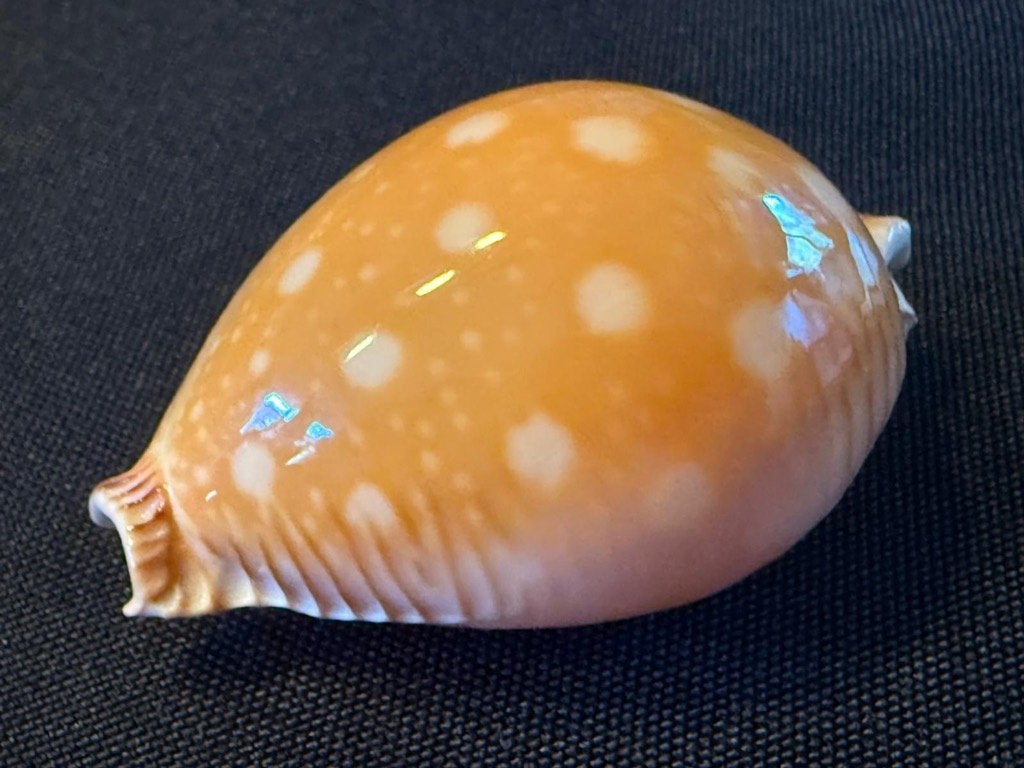 Schelp Cypraea Guttata 62 mm Gem, Ophalen of Verzenden, Schelp(en)