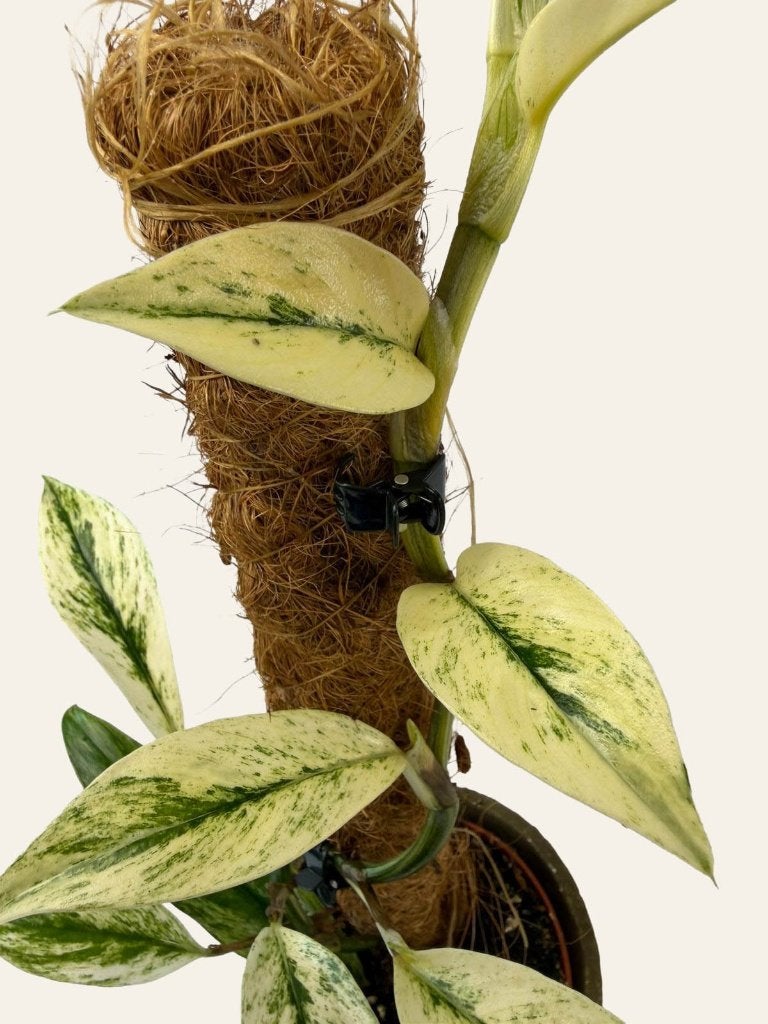 rhaphidophora mint, Huis en Inrichting, Kamerplanten, Ophalen of Verzenden, Halfschaduw, Minder dan 100 cm