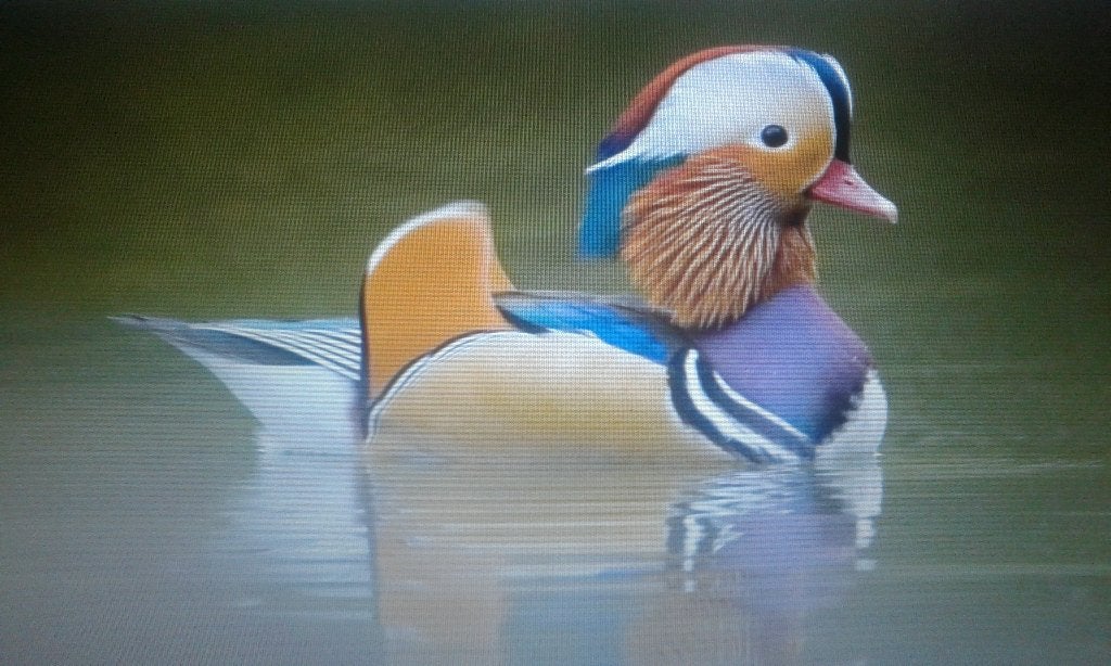 mandarijneenden/ siereenden, Meerdere dieren, Kip