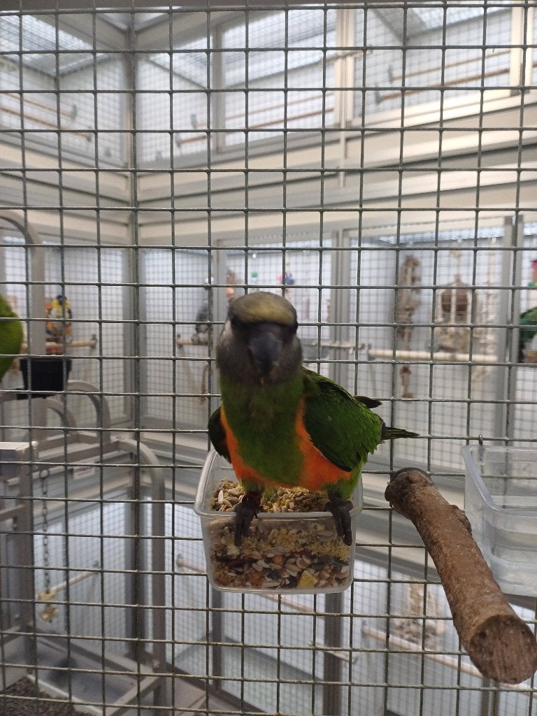 bonte boertje, Meerdere dieren, Papegaai, Geringd