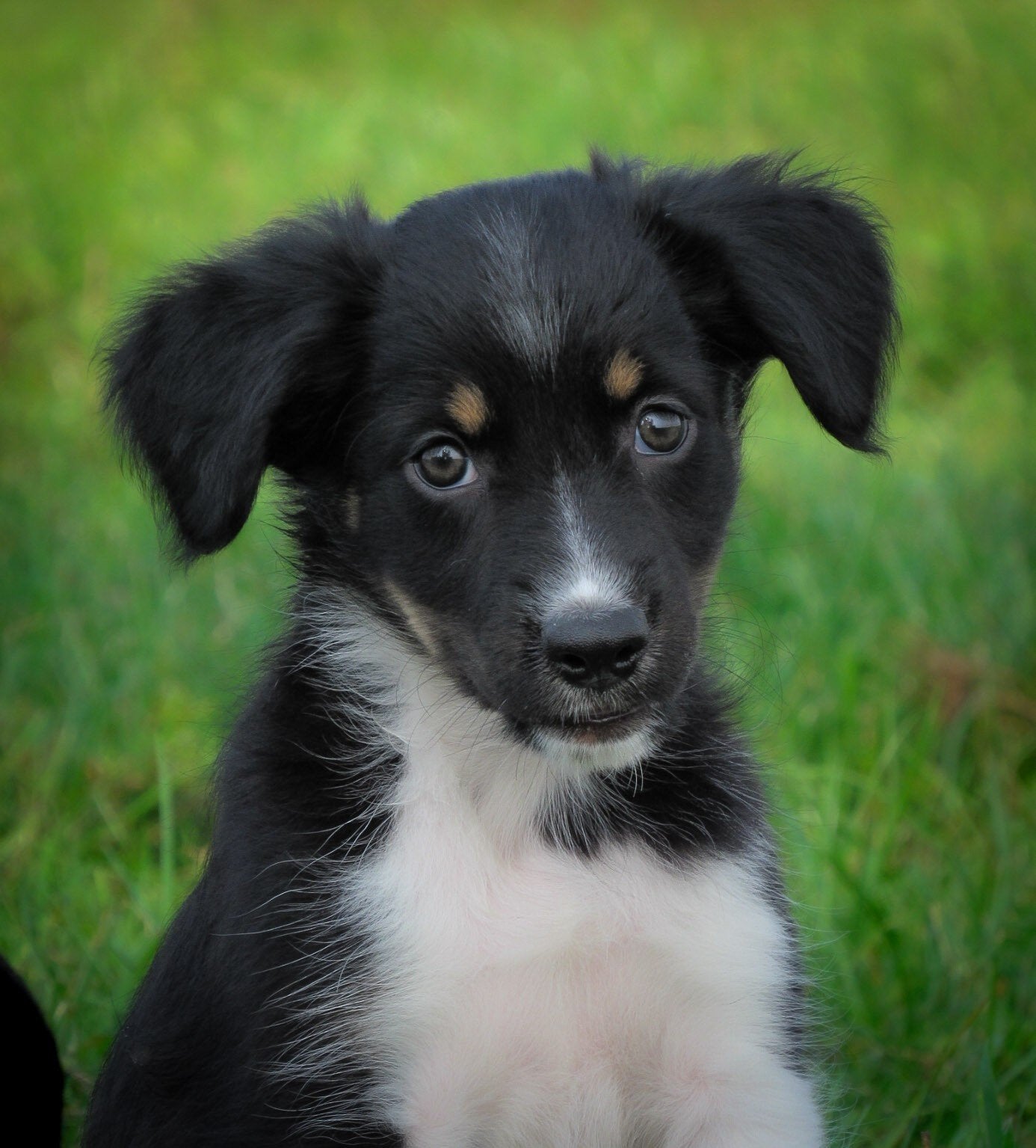 leuke kruising friese stabij x border collie pups te koop, Dieren en Toebehoren, Honden | Retrievers, Spaniëls en Waterhonden