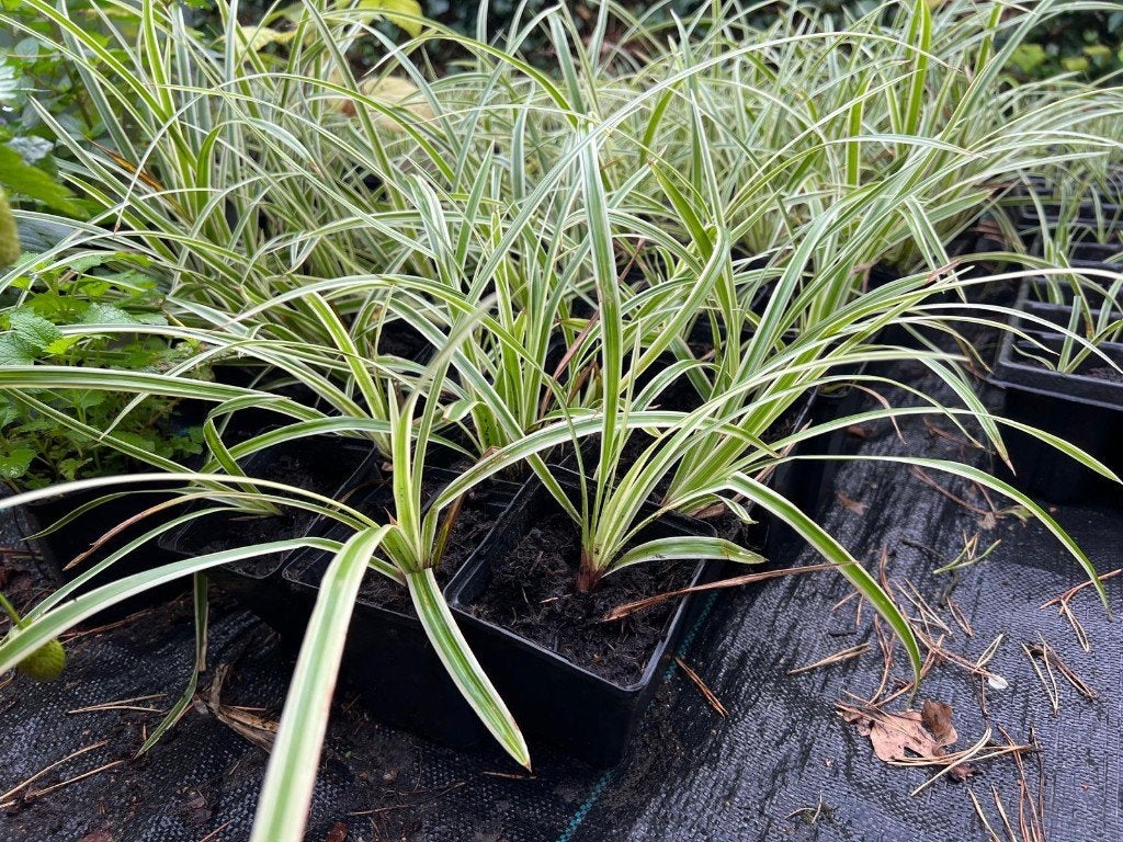 bonte carex / Carex Morowii Variegata, Ophalen, Vaste plant, Siergrassen, Halfschaduw