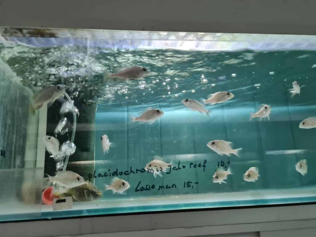 Placidochromis Jalo Reef Malawi Cichliden, Dieren en Toebehoren, Vis, Zoetwatervis