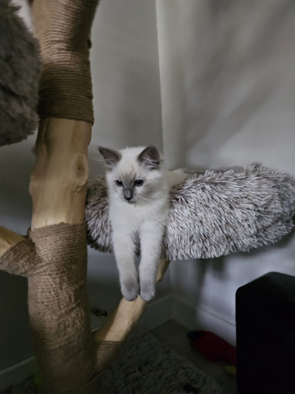 Ragdoll kittens met stamboom ouders volledig getest, Meerdere dieren, Met stamboom, 0 tot 2 jaar
