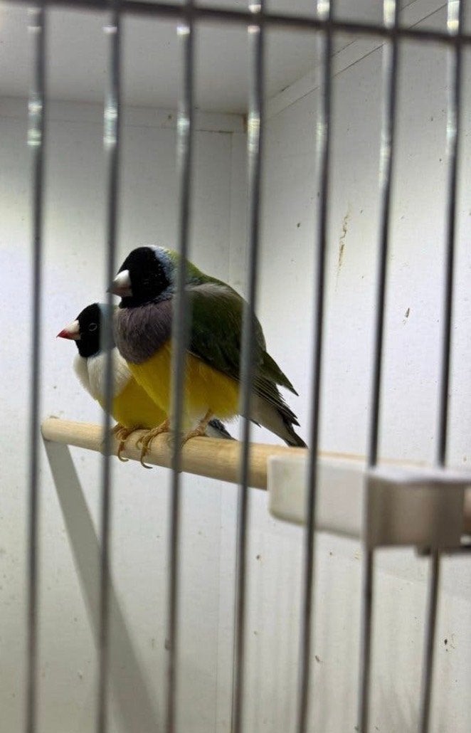 Gouldamadine, Dieren en Toebehoren, Mannelijk, Tropenvogel, Geringd