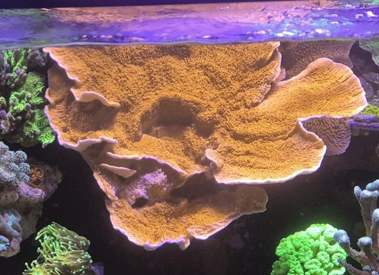 Koraal rode montipora, Ophalen, Gevuld zeewateraquarium