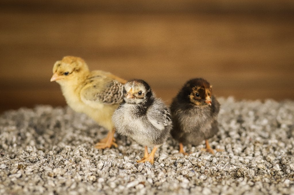 Wyandotte kriel kippen kuikens | Gesekst en Ingeënt, Dieren en Toebehoren, Pluimvee, Vrouwelijk, Kip