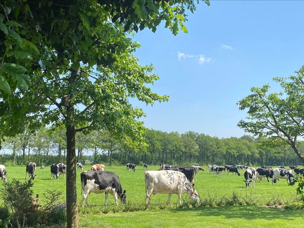 Dekstieren voor bij de pinken., Dieren en Toebehoren, Meerdere dieren, 0 tot 2 jaar