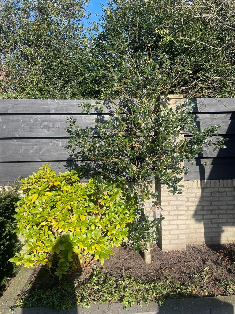 Hulst Ilex hoogstam - Prachtige boom voor uw tuin!, Bloeit niet, Overige soorten, 250 tot 400 cm, Ophalen