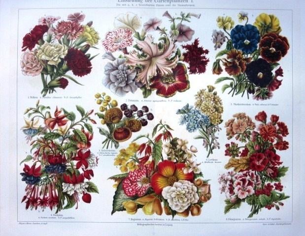 Prachtige plaat met tuinbloemen - bloemen, Minder dan 50 cm, Ophalen of Verzenden, Zo goed als nieuw, Schilderij