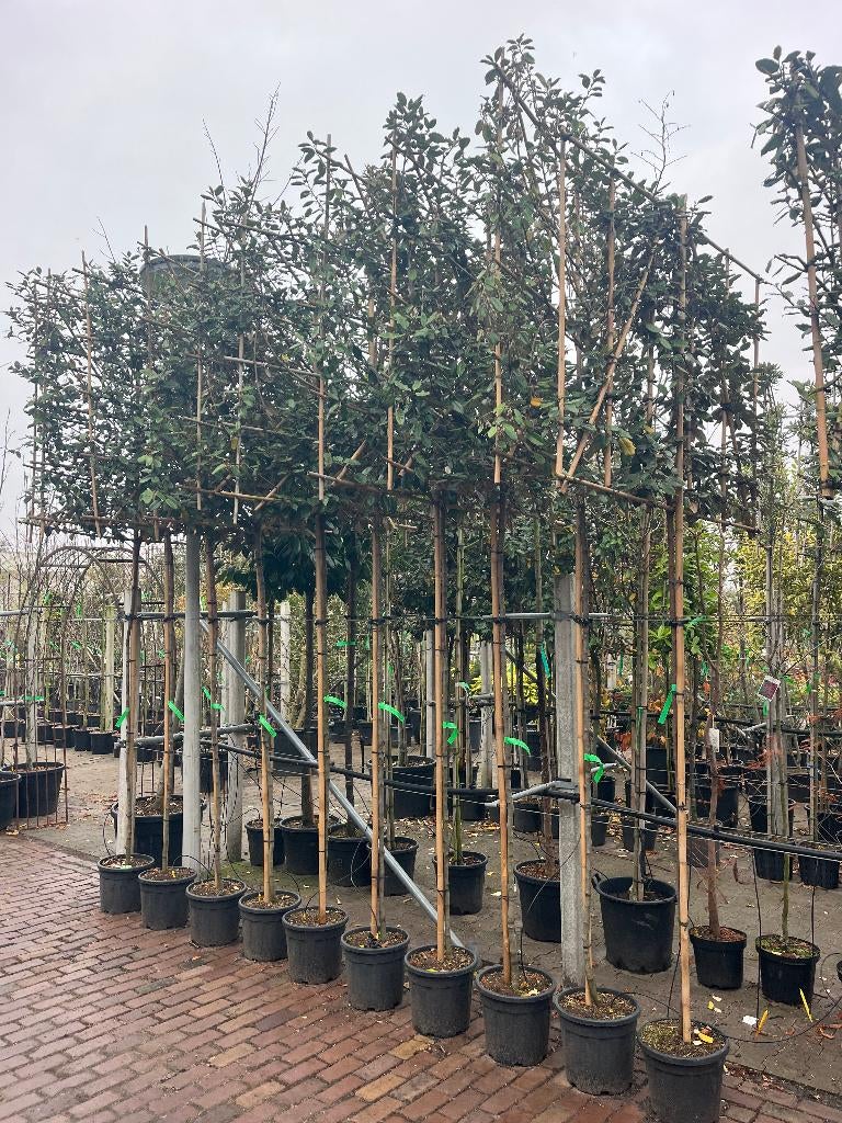 LEIBOOM , GROENBLIJVEND OLIJFWILG, Tuin en Terras, Planten | Bomen, Ophalen, Leiboom, Halfschaduw, 100 tot 250 cm