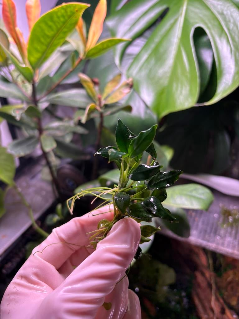 Anubias pangolino, Ophalen of Verzenden, Nieuw, Plant(en), Steen of Hout
