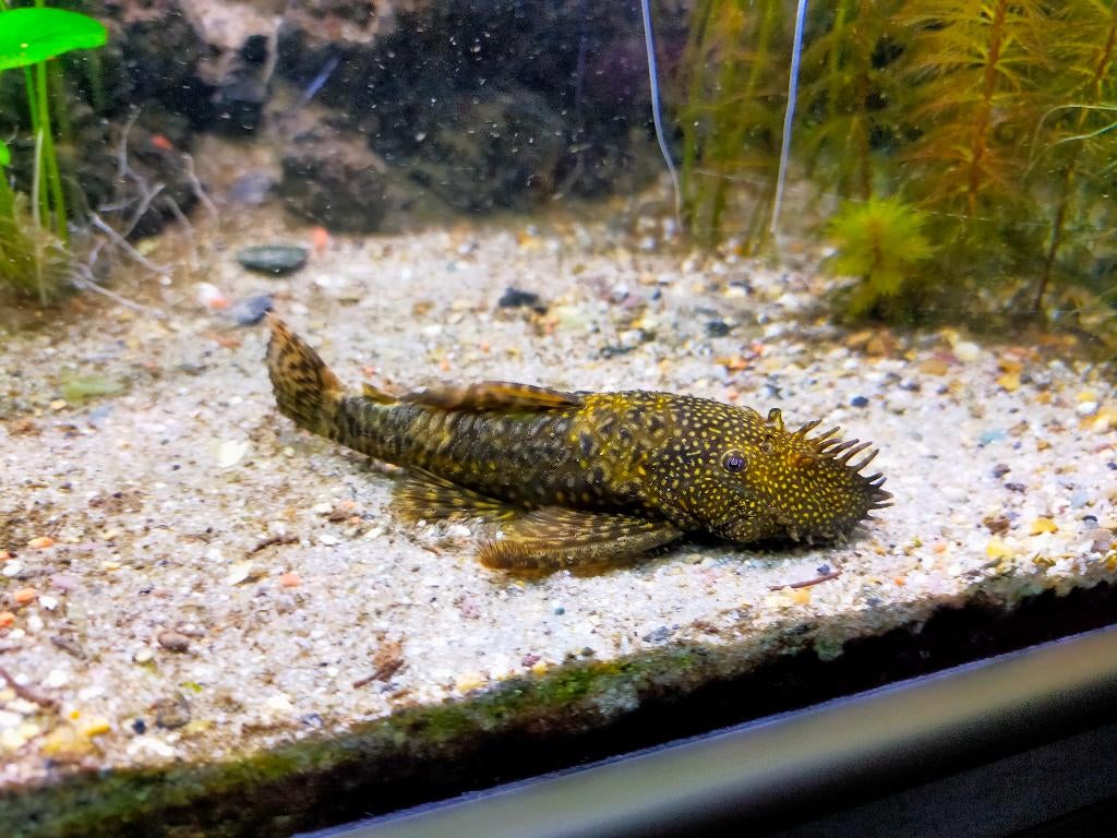 Ancistrus dolichopterus volwassen man, Vis, Zoetwatervis