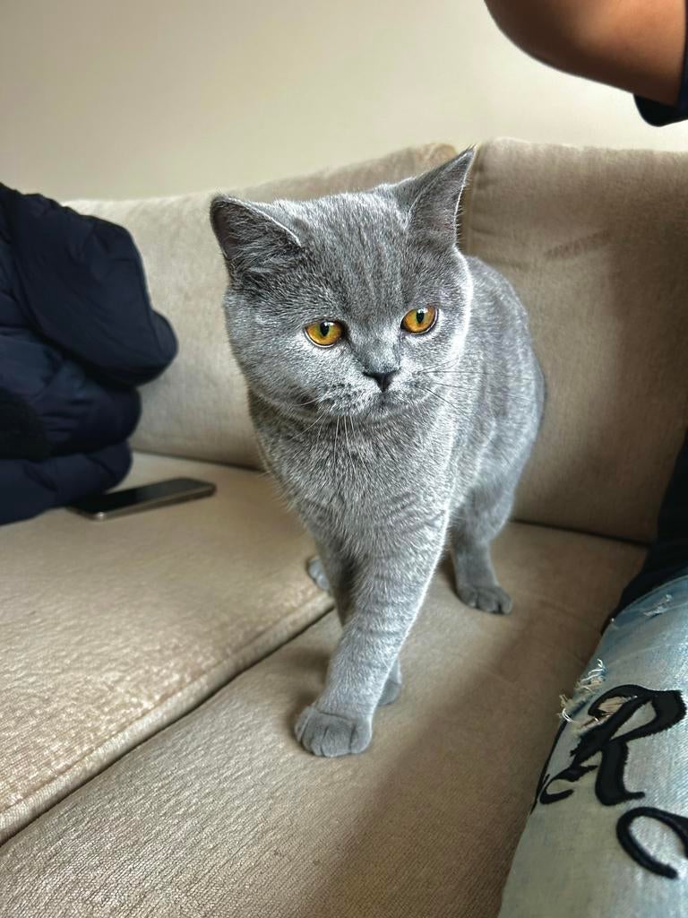Britse korthaar Kater/Kitten te koop, Dieren en Toebehoren, Katten en Kittens | Raskatten | Korthaar, Kater, Ontwormd, 0 tot 2 jaar