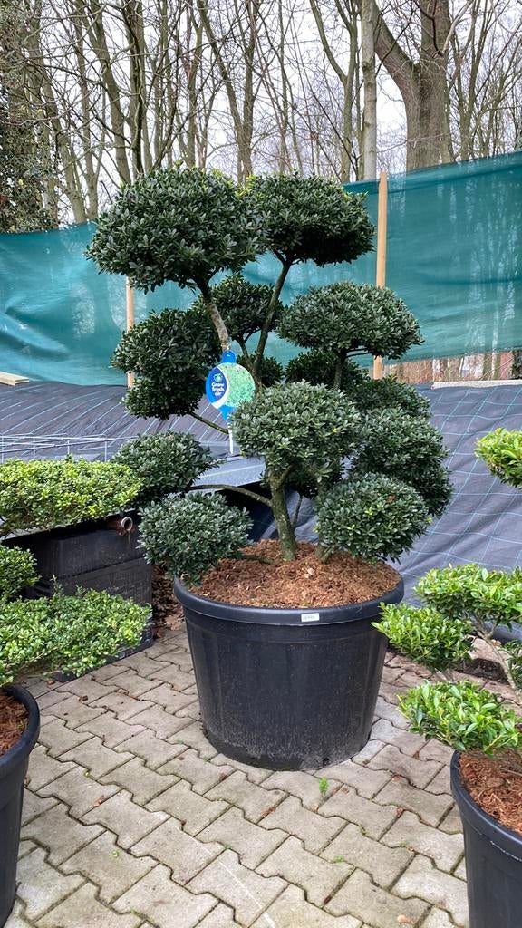 Ilex vormbomen, bonsai, Tuin en Terras, Bloeit niet, Overige soorten, Minder dan 100 cm, Ophalen
