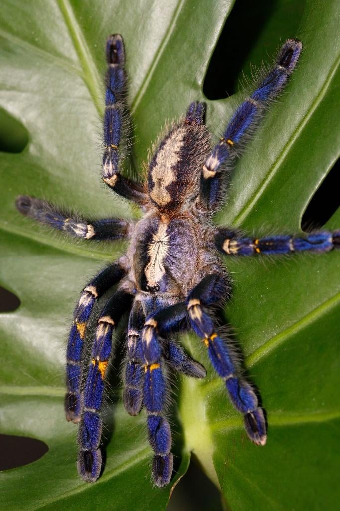 Vogelspinnen, schorpioenen, springspinnen  en meer (18-5), Dieren en Toebehoren, Insecten en Spinnen, Spin of Schorpioen