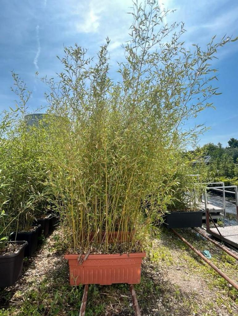 Bamboe Phyllostachys hagen, Tuin en Terras, Planten | Bomen, Ophalen, Bloeit niet, Halfschaduw, Overige soorten