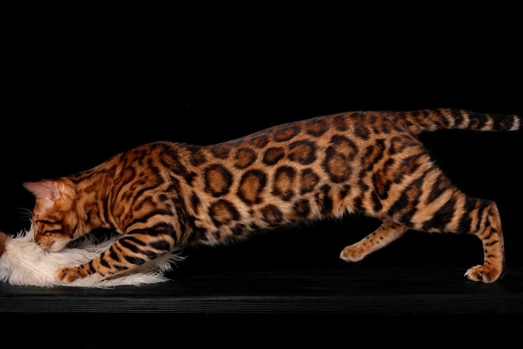 Dekkater Bengaal , dekcontract,   kampioenlijn, 0 tot 2 jaar