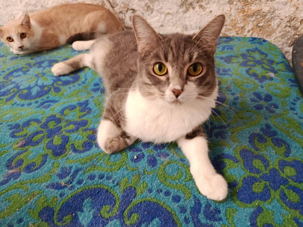Jarela, Nicanor, achter gelaten bij de dierenarts, Kater, Kortharig, 0 tot 2 jaar
