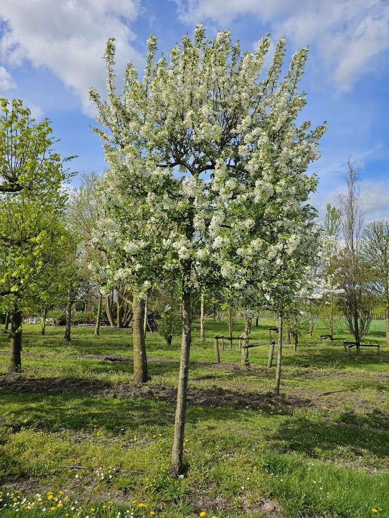 Sierappelboom, Ophalen, Volle zon, Overige soorten