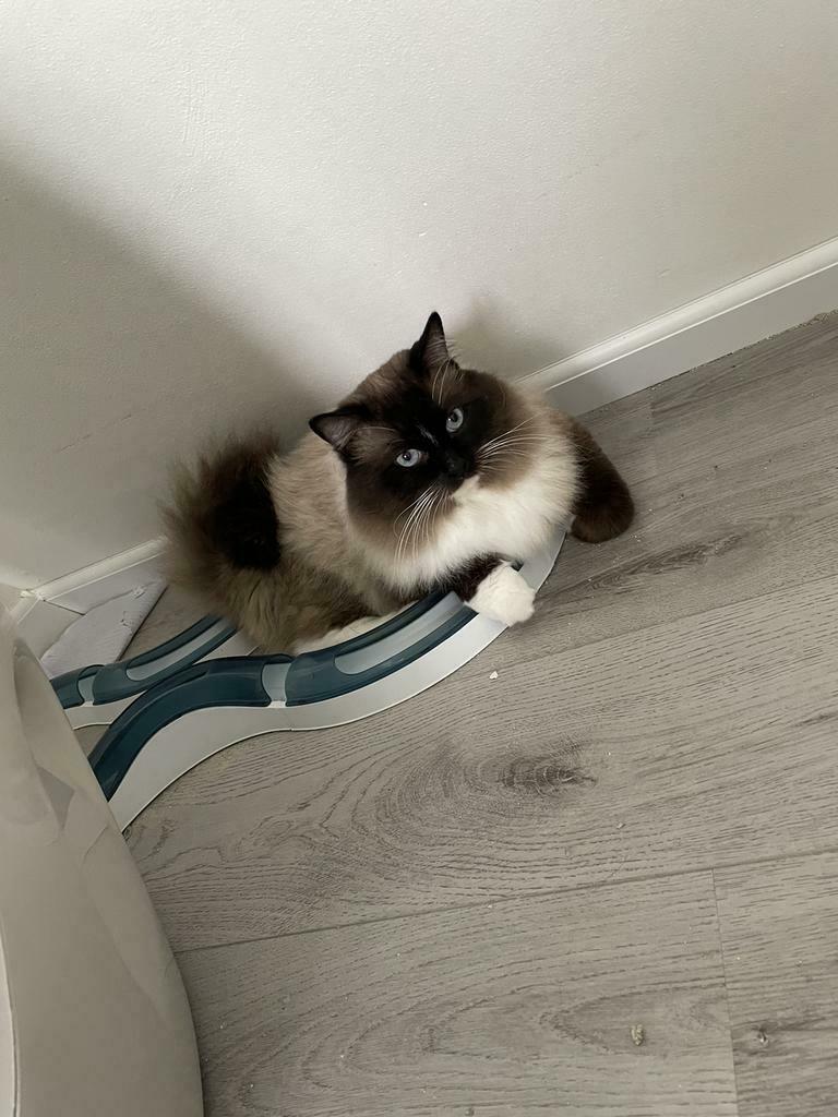 Foto 7 van Ragdoll DNA GETEST(dekkater)NIET TE KOOP