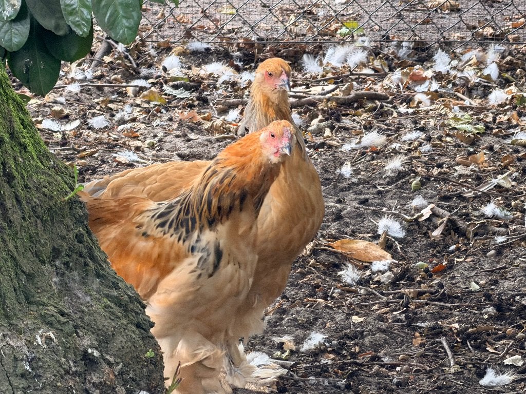 Brahma hanen, Dieren en Toebehoren, Pluimvee, Geslacht onbekend, Kip