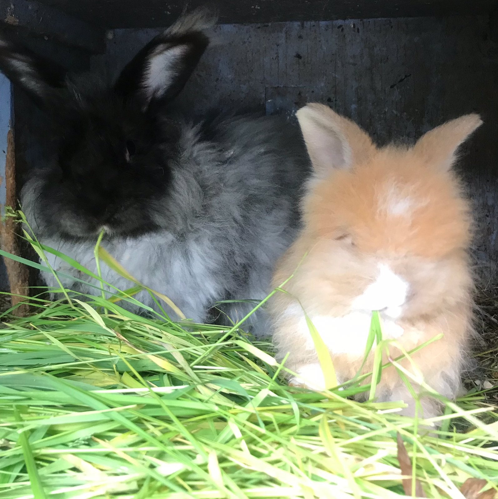 Twee maan oude mannen, Dieren en Toebehoren, Konijnen