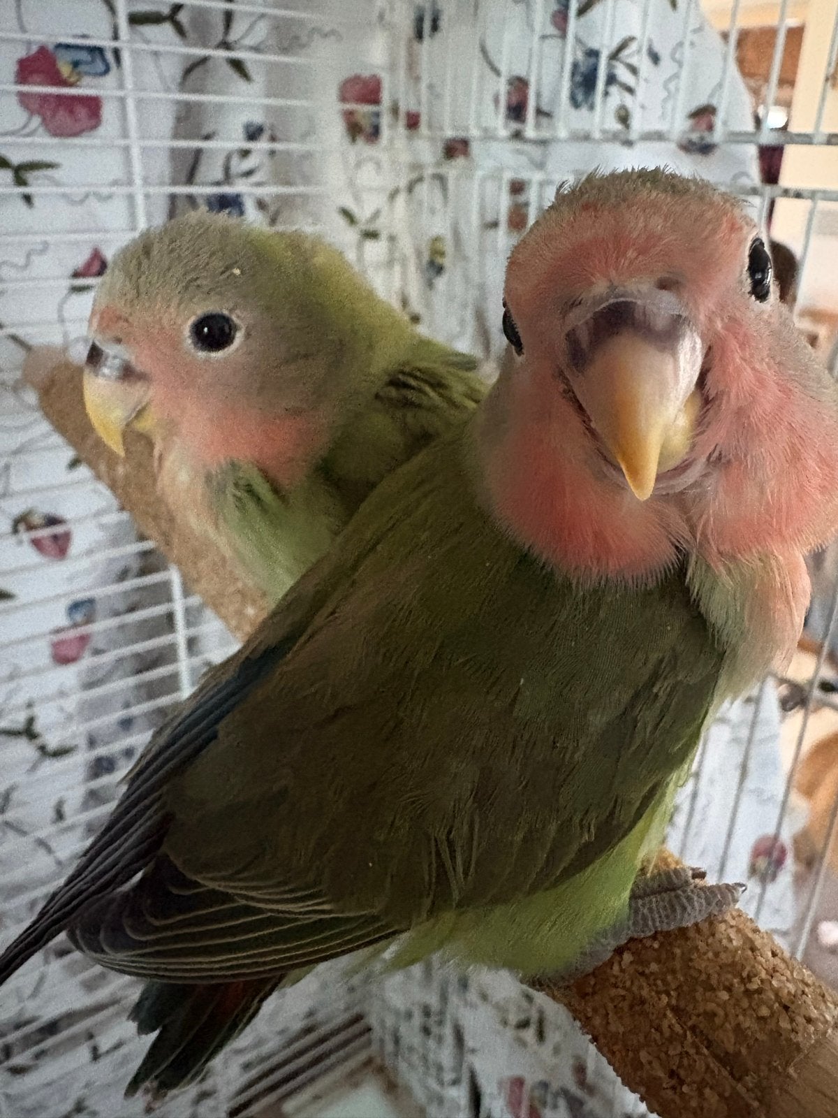 Agapornis koppel handtam, Dieren en Toebehoren, Meerdere dieren, Dwergpapegaai of Agapornis