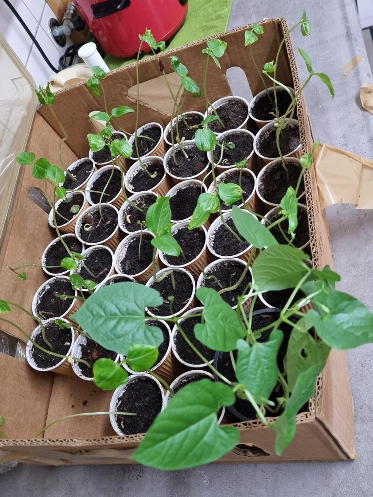 Kousenband plantjes kilometer boon, Ophalen, Eenjarig, Groenteplanten, Volle zon