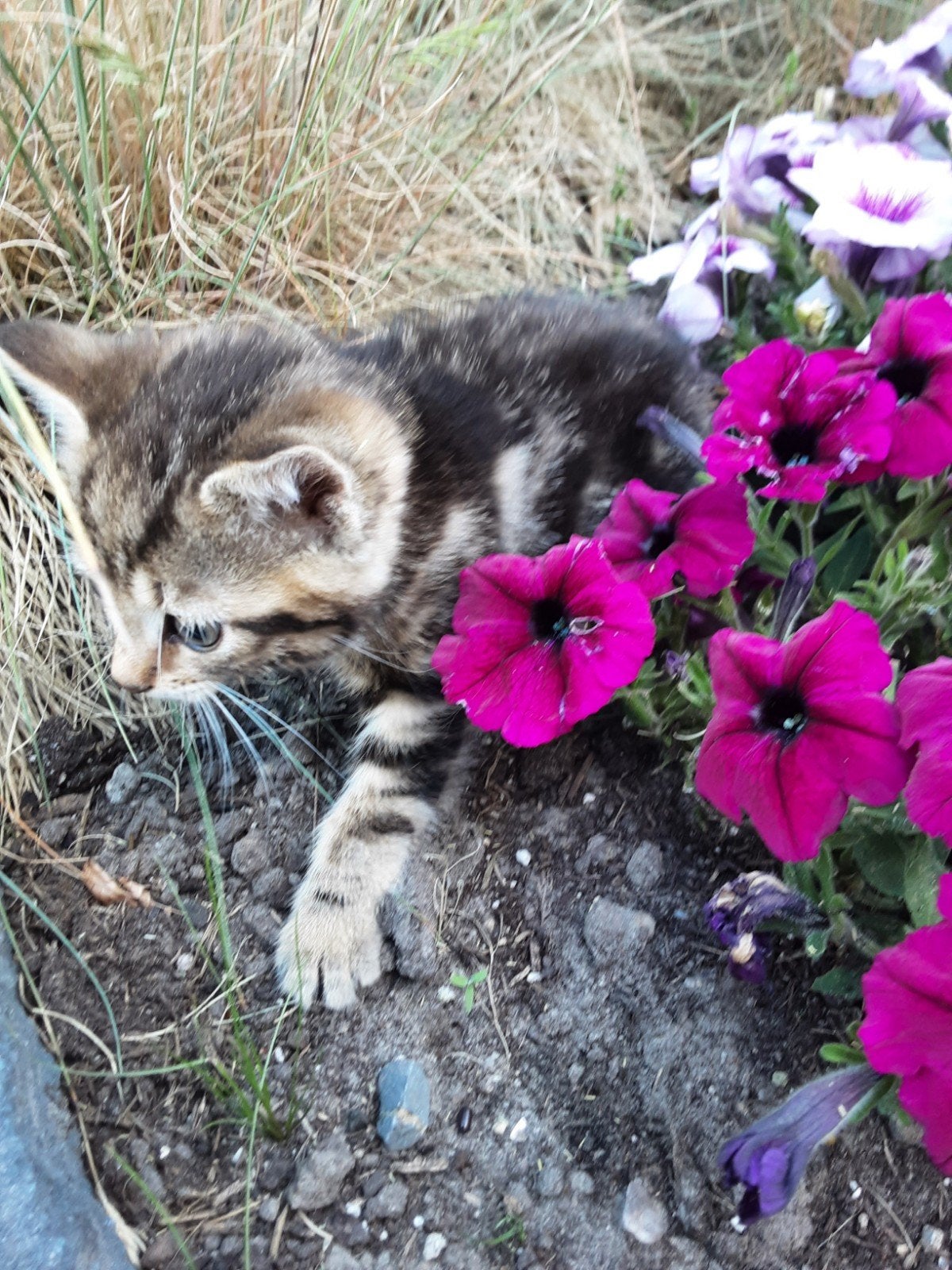 Kittens, Dieren en Toebehoren, Meerdere dieren