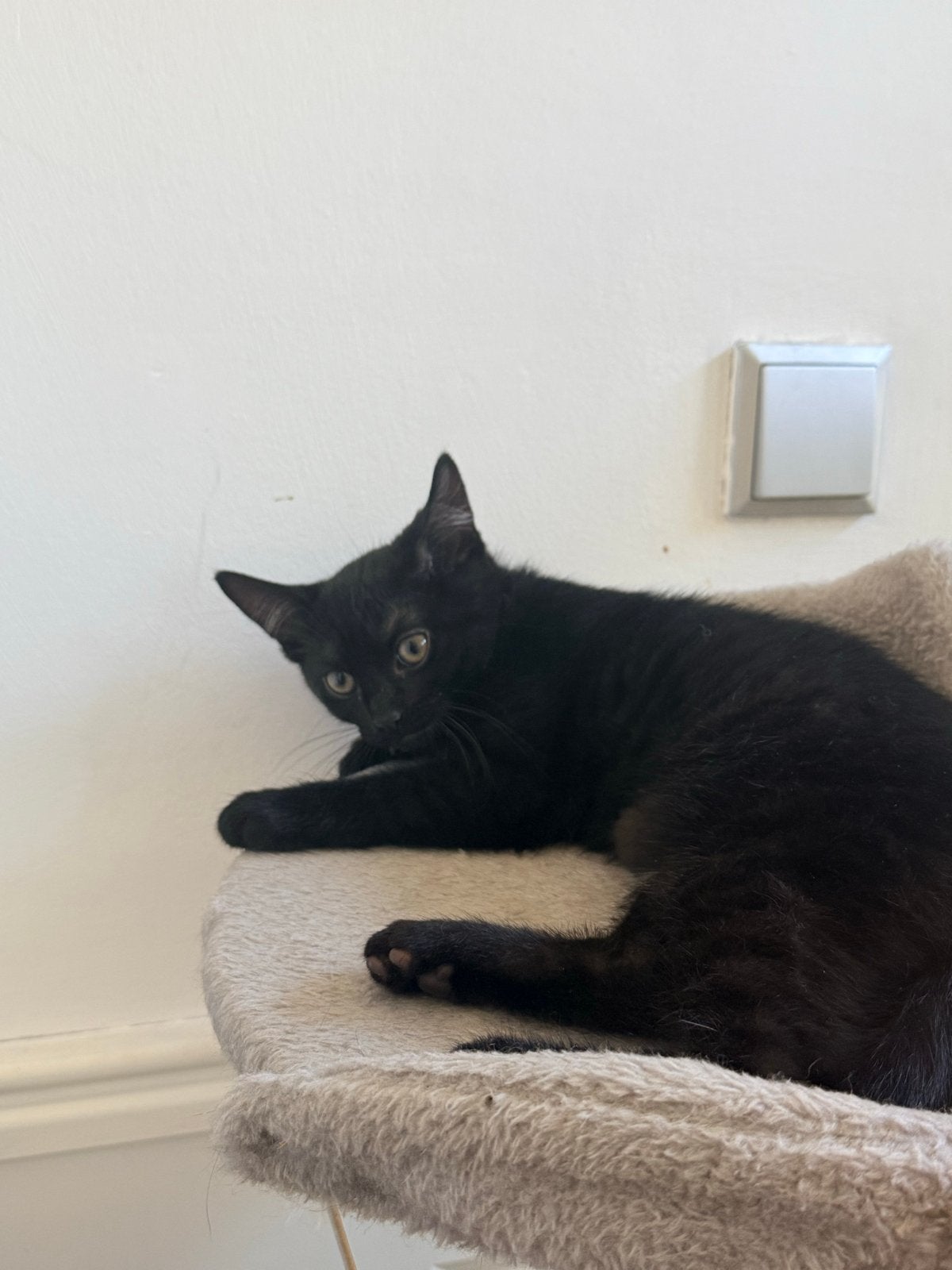 Lieve zwarte kitten zoekt een nieuw thuis, Poes, Kortharig, 0 tot 2 jaar