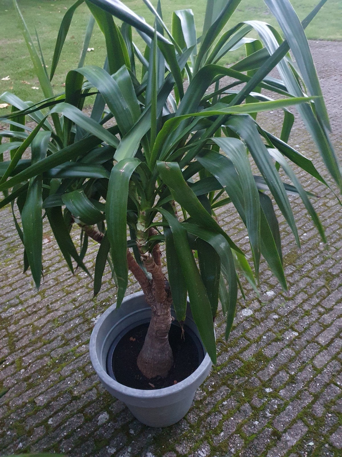 Grote Yucca plant - 150 cm hoog, Ophalen, In pot, Yucca, 150 tot 200 cm